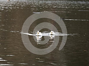 Domestic geese on a lake