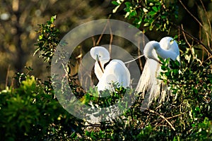 Great Egrets Preening Venice Rookery photo