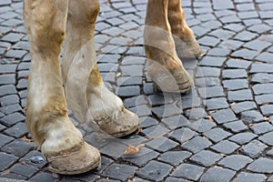 Image with pair of white horse hooves on a block pavement.