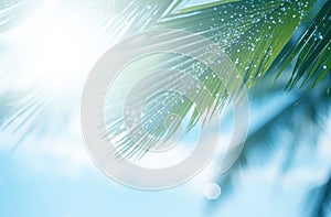 image of palm leaf on a beach backdrop with blurring