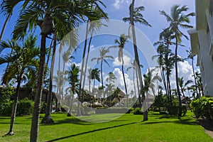 Image of Palm trees low angle view