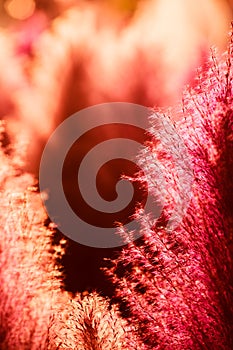 The image of the pamper grass