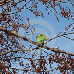 Parakeet preening in a tree