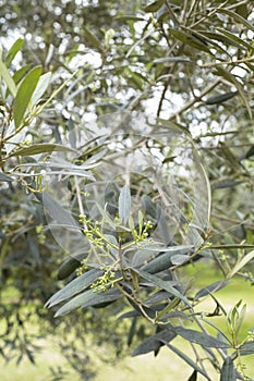 Image of `Parque el Olivar` Olive Park in Lima Peru. San Isidro district.