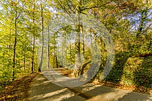Image of a pathway through the forest in a beautiful autumn day