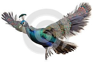 Image of peacock on a white background. Bird. Animals. Illustration, generative AI