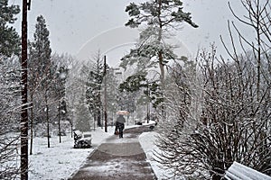 Pedestrian in the park under sudden spring snow photo
