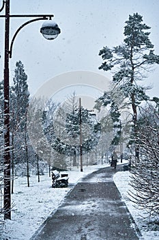 Pedestrian in the park under sudden spring snow photo