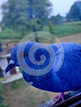 Image of a pegion in blue colour body.