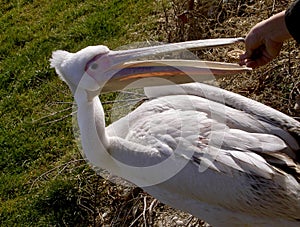 Image of a pelican eating in a man's hand.