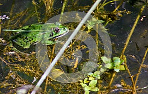 Image of Pelophylax esculentus The hybrid ditch frog, also known as a common frog or green frog, is an amphibian of the Ranidae fa