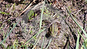 Image of Pelophylax esculentus The hybrid ditch frog, also known as a common frog or green frog, is an amphibian of the Ranidae fa