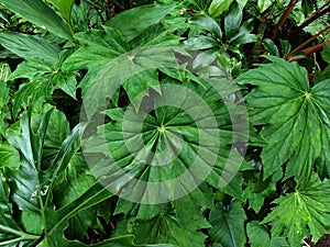 Image of Peltoboykinia leaves that usually found in mountain or highland area or low temperature area photo