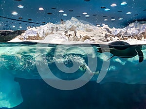 Image of penguins jumping and diving in the water from big floating iceberg