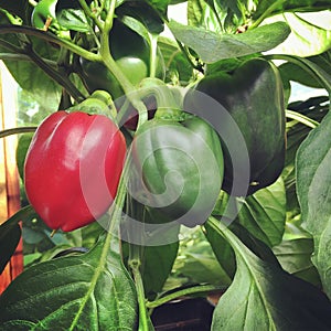 Image of peppers growing in a greenhouse