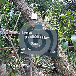 image of pereskia grandifolia haw cactus type plant