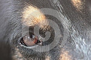 The image of a photographer reflected in the eyes of a dog who loves him