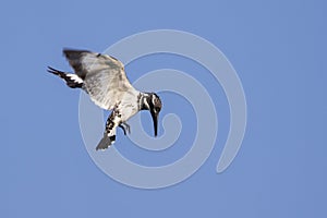 Image of Pied Kingfisher Ceryle rudis male hovering. photo