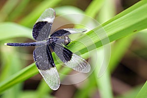 Image of Pied Paddy Skimmer Dragonfly.