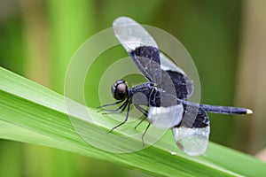 Image of Pied Paddy Skimmer Dragonfly.