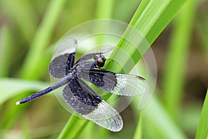 Image of Pied Paddy Skimmer Dragonfly.