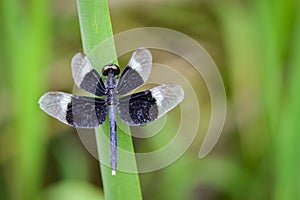 Image of Pied Paddy Skimmer Dragonfly & x28;Neurothemis Tullia& x29;