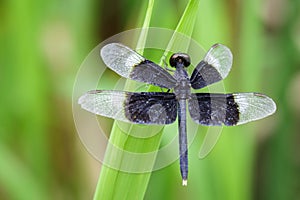 Image of Pied Paddy Skimmer Dragonfly & x28;Neurothemis Tullia& x29;