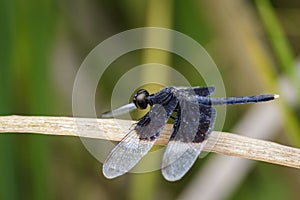 Image of Pied Paddy Skimmer Dragonfly & x28;Neurothemis Tullia& x29;