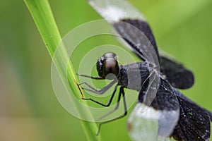 Image of Pied Paddy Skimmer Dragonfly & x28;Neurothemis Tullia& x29;