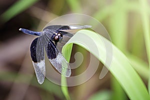 Image of Pied Paddy Skimmer Dragonfly & x28;Neurothemis Tullia& x29; on gr