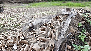 pile of scattered dried fallen leaves on the ground.