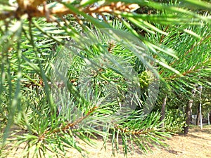 Image  pine branch with green cone