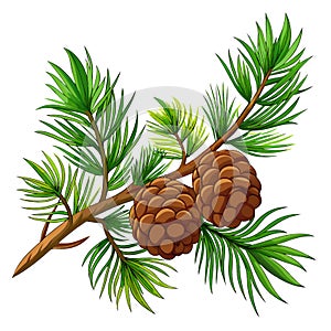 An image of a pine tree branch with pine cones on a white background