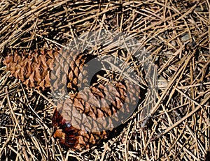 Image of pinecones demonstrating the spiral formation of the seed pods to maximize the number of seed that can be packed in the