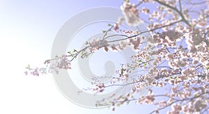 Image of Pink cherry tree blossom in springtime