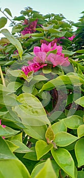 Image of a pink flower  with green tree looks amazing