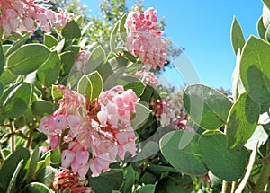 Springtime Pink Manzanita Arctostaphylos Pringlei Blossoms B