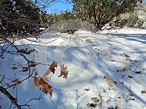 Pink Manzanita Arctostaphylos Pringlei: Shadows on the Snow with oak leaves