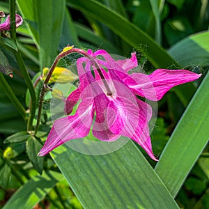 Image of Pink Rain lily