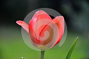 The image of a pink tulip, a flower to contemplate