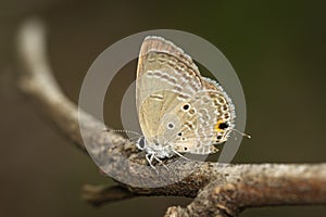 Image of plain cupid butterflyChilades pandava on brown branch on a natural background. Insect. Animal