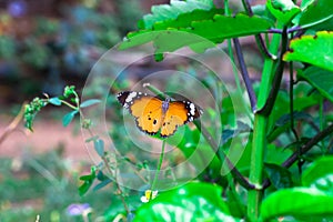 Image of plain tiger butterfly or also know as Danaus chrysippus resting on the flower plants during springtime