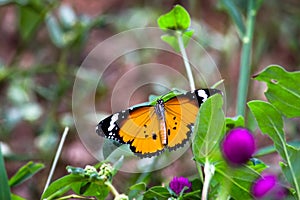 Image of plain tiger butterfly or also know as Danaus chrysippus resting on the flower plants during springtime