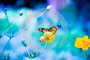 Image of plain tiger butterfly or also know as Danaus chrysippus resting on the flower plants during springtime