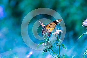 Image of plain tiger butterfly or also know as Danaus chrysippus resting on the flower plants during springtime