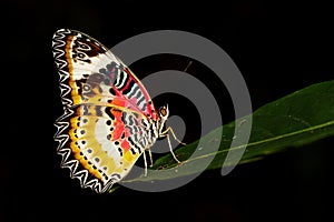 Image of a Plain Tiger Butterfly on black background. Insect