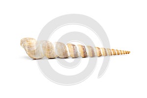 Image of pointed cone shell Terebridae on a white background. Undersea Animals. Sea Shells