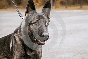 Image of a police dog waiting for an order from an officer. The concept of military conflicts. Search for explosive devices,