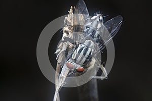 Pollenia rudis fly resting on the dried stem