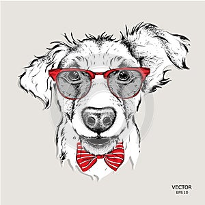 Image Portrait bulldog in the cravat and with glasses. Vector illustration.